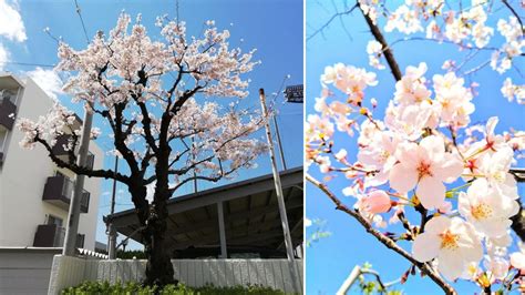 庭院植物風水|風水×庭木のヒント9選【植えてはいけない木や植え。